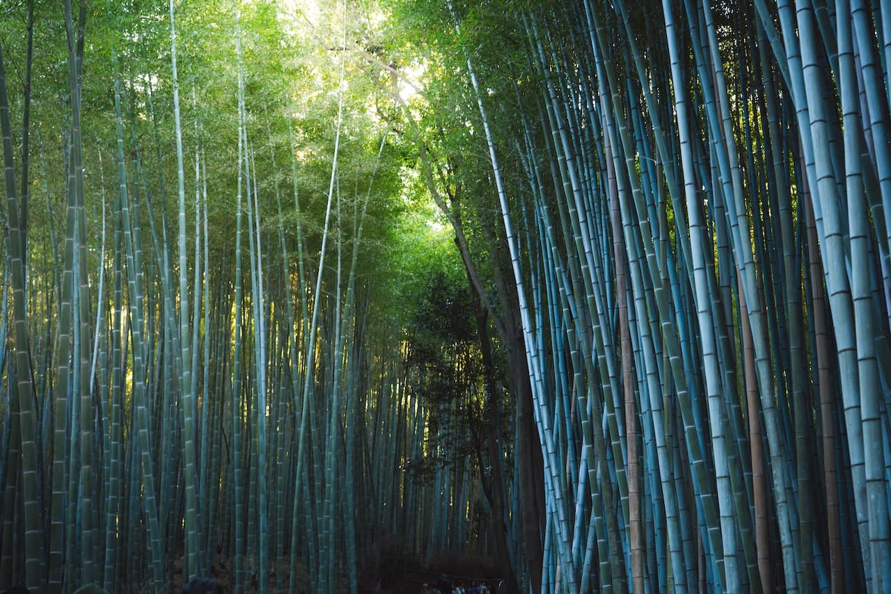 Arashiyama Bamboo Forest