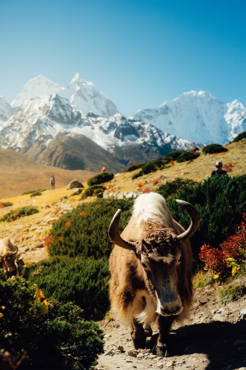 Dingboche
Yak