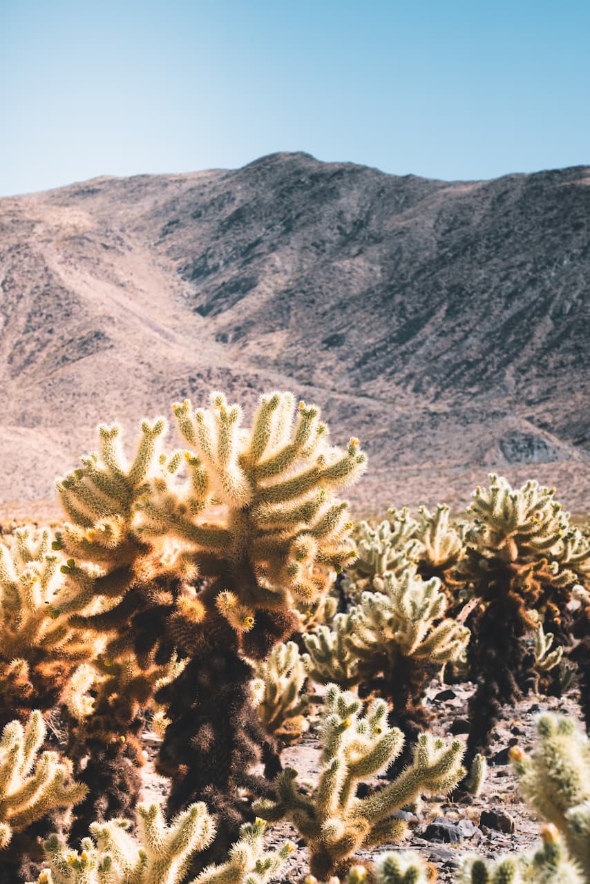 Cholla Cactus Garden at Joshua
Tree