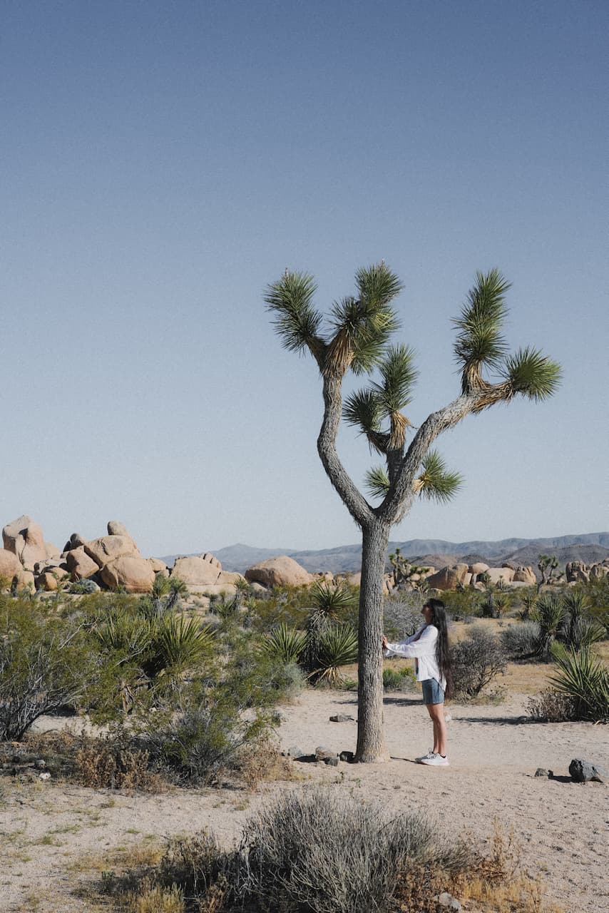 Pallavi staring at a Joshua
Tree