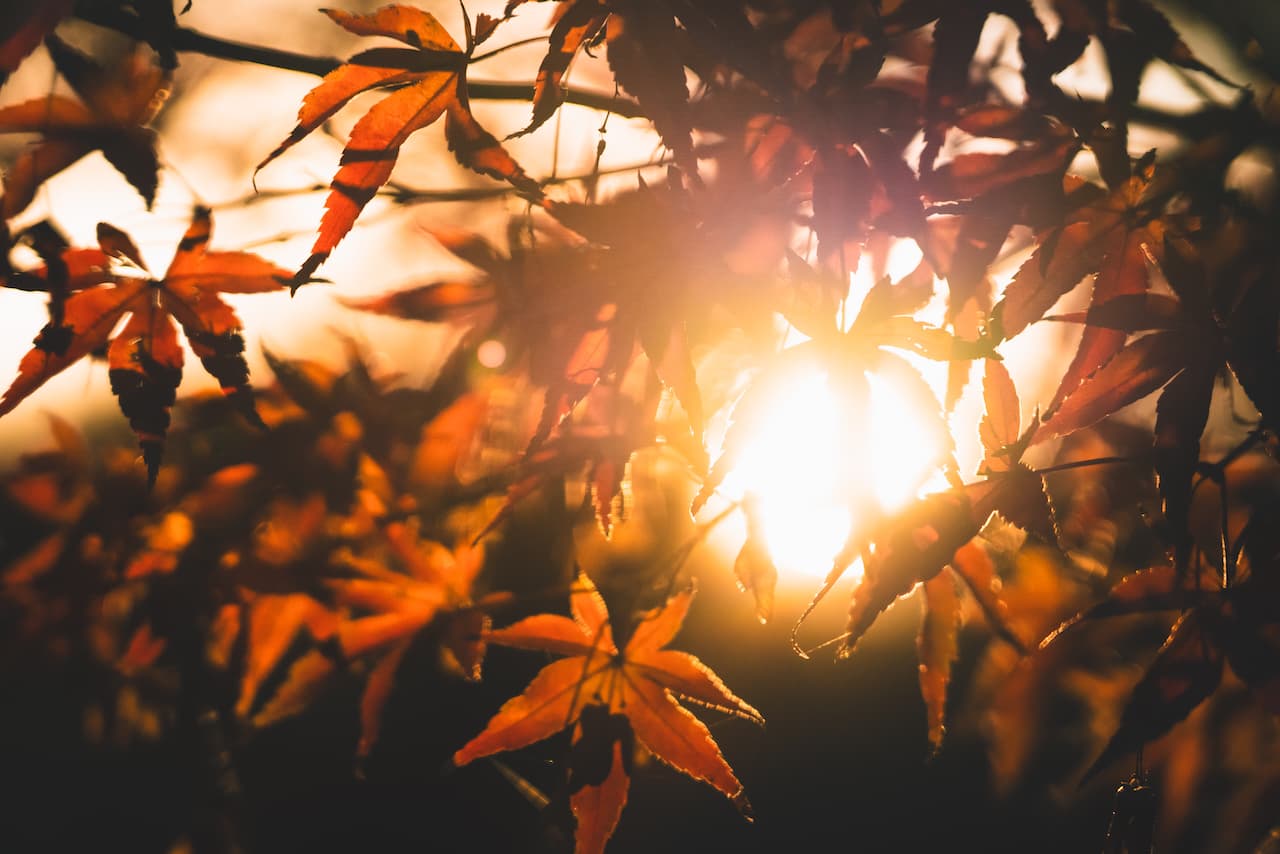 Golden Hour Leaves