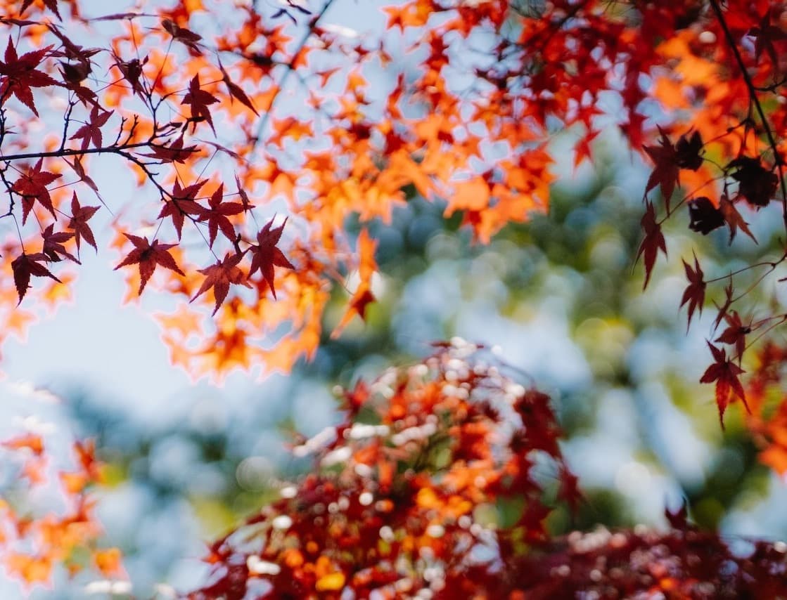 Kyoto Fall Colors Leaves