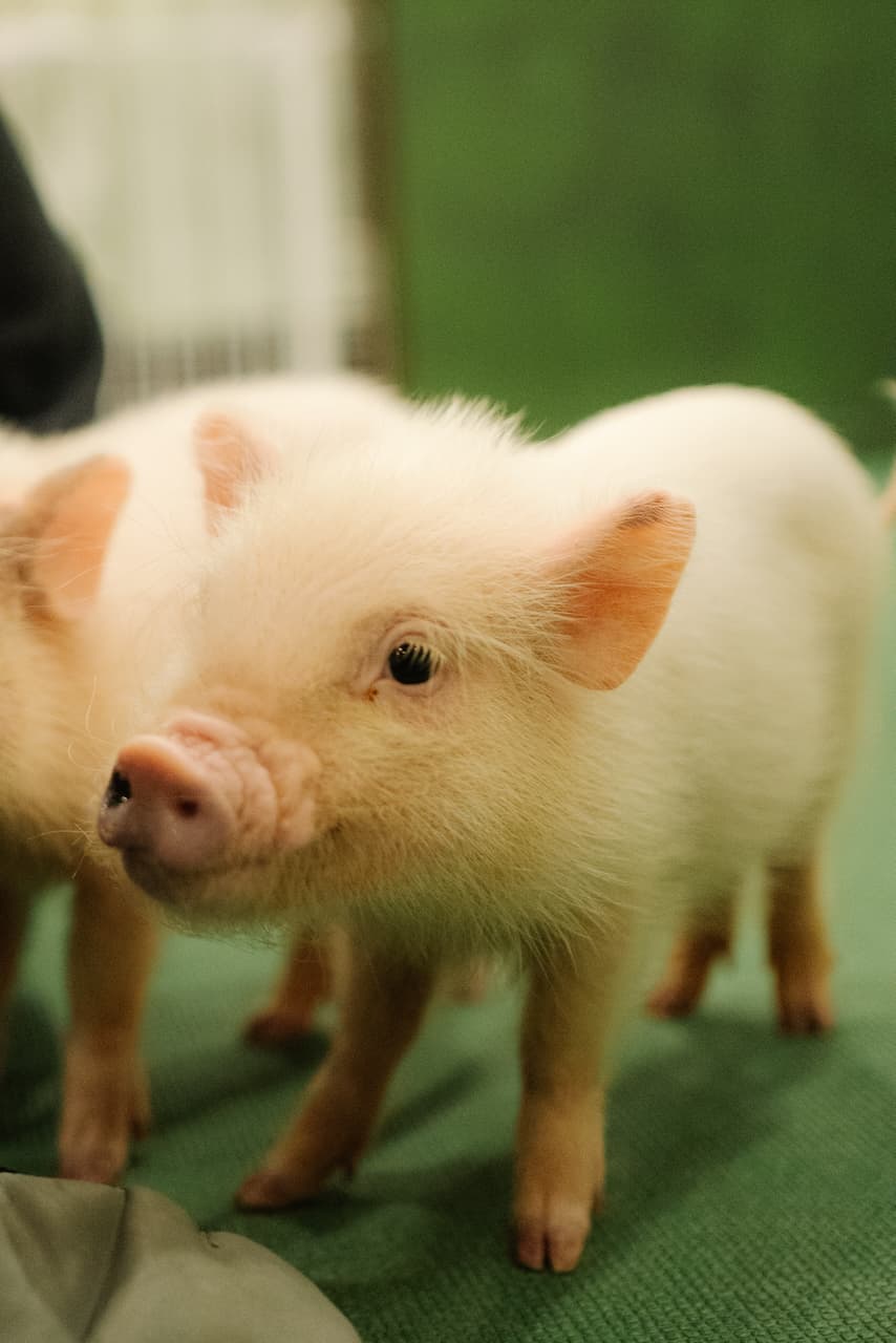 Micropig cafe in
Tokyo