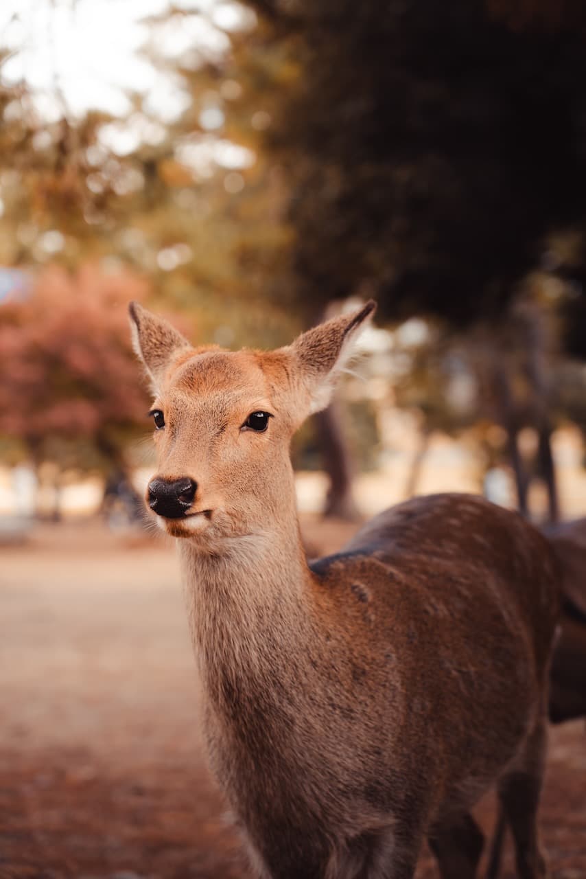 Deer at Nara