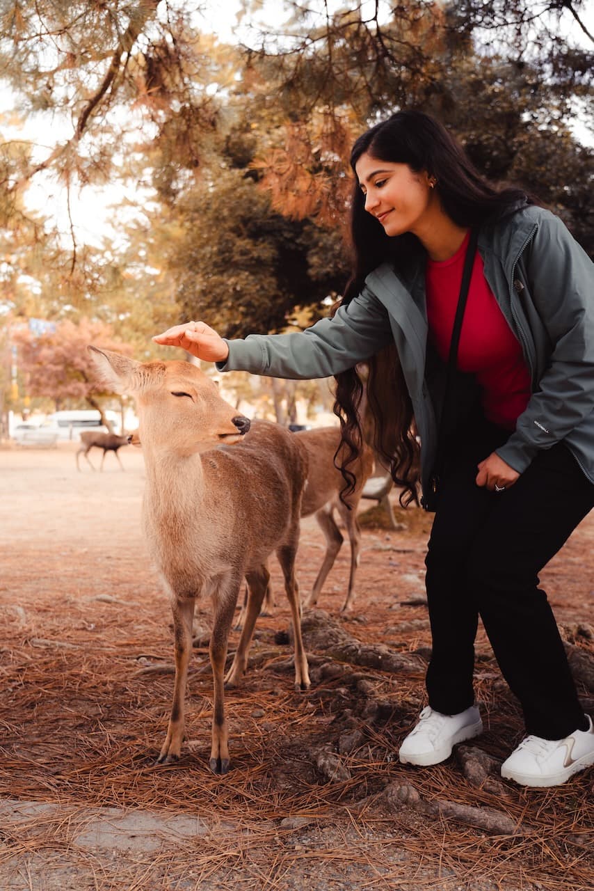 Petting the deer at
Nara