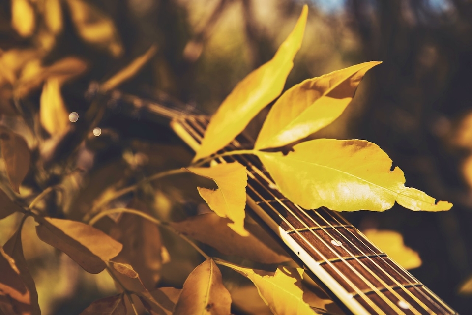 Guitar and leaves