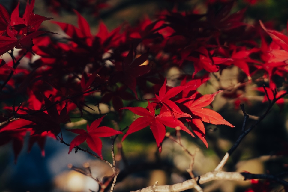 Mt Fuji Red Leaves